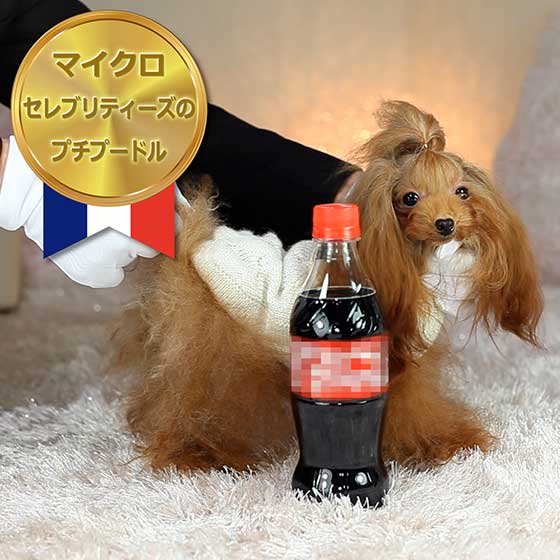 マイクロティーカッププードル レッドの女の子【ちゅちゅ】