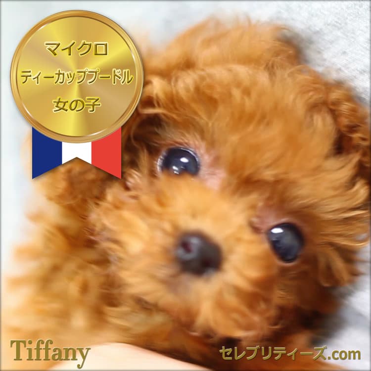 マイクロティーカッププードル / レッド / 子犬 / 女の子 / 誕生日2014年05月10日-1